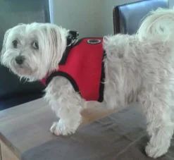 Puppia Hondentuig Soft Vest Red- Puppy Tuig & Puppy Harnas