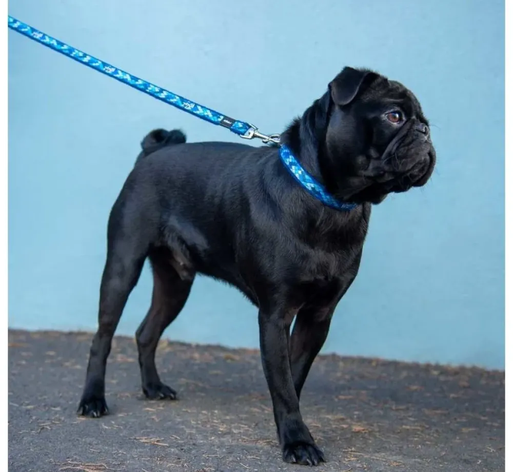 Rogz Hondenriem Fashion Blauw- Puppy Riem