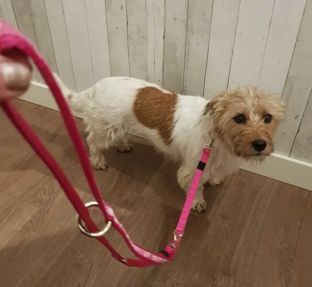 Rogz Hondenriem Multi Purpose Pink Paw- Puppy Riem