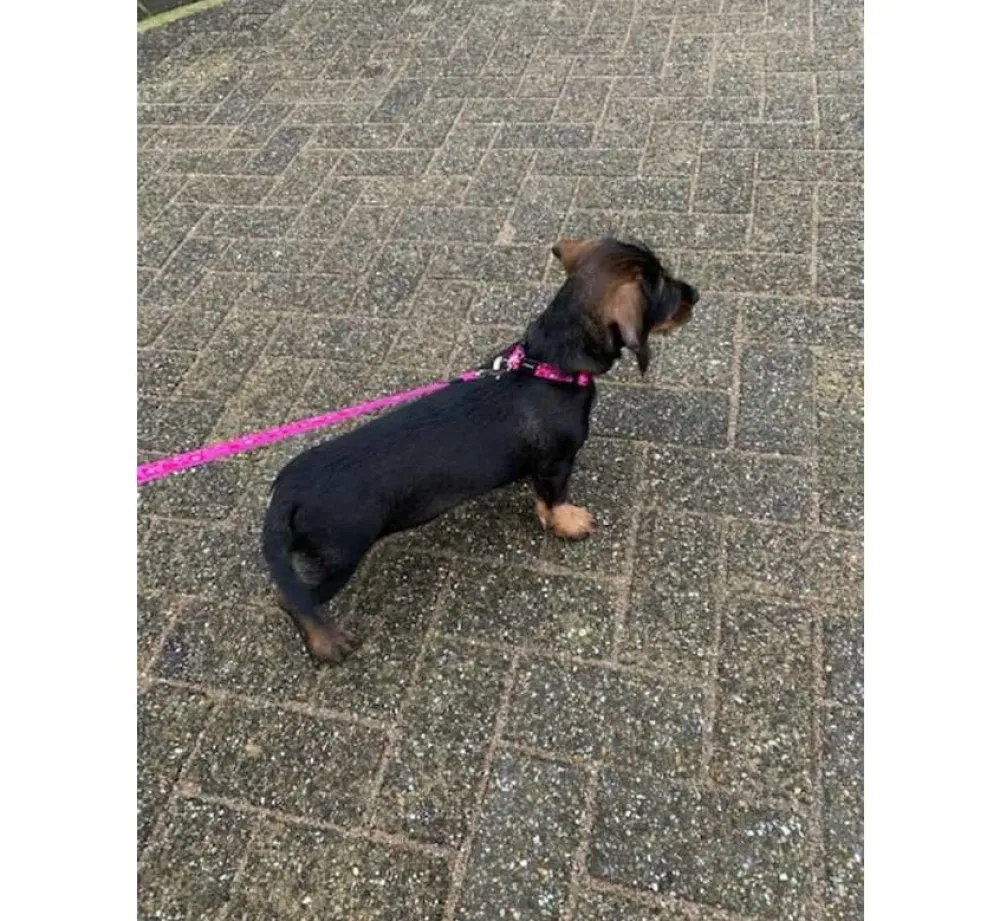 Rogz Hondenriem Roze- Puppy Riem