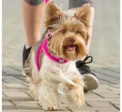 Rogz Hondentuig Fast Fit Roze- Puppy Tuig & Puppy Harnas