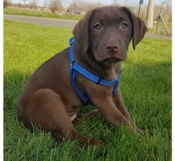 Rogz Hondentuig Utility Step In Blauw- Puppy Tuig & Puppy Harnas