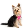 Rogz Hondentuig Wrapz Pink Bones- Puppy Tuig & Puppy Harnas
