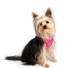 Rogz Hondentuig Wrapz Pink Bones- Puppy Tuig & Puppy Harnas