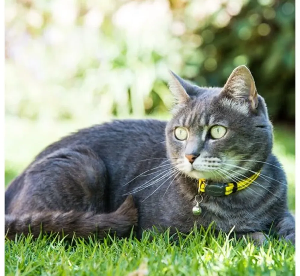 Rogz Kattenhalsband Alleycat Geel- Kattenhalsband