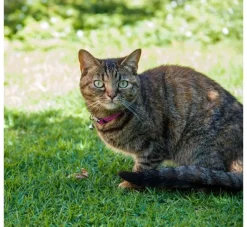 Rogz Kattenhalsband Alleycat Roze- Kattenhalsband
