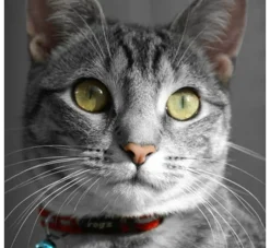 Rogz Kattenhalsband Alleycat Rood- Kattenhalsband