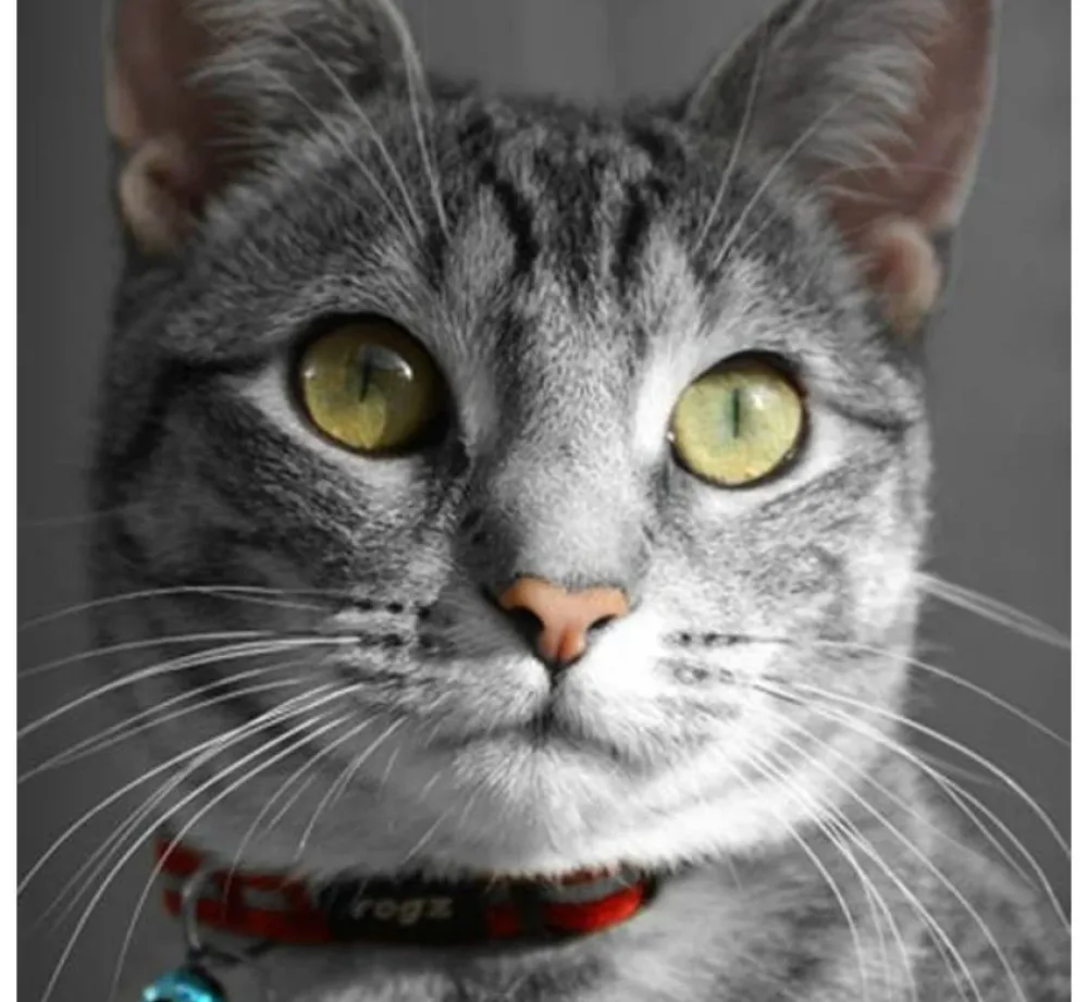 Rogz Kattenhalsband Alleycat Rood- Kattenhalsband