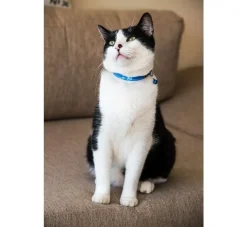 Rogz Kattenhalsband Kiddycat Royal Birds- Kattenhalsband