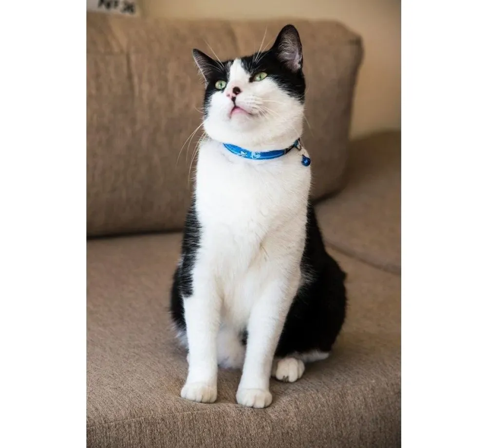 Rogz Kattenhalsband Kiddycat Royal Birds- Kattenhalsband