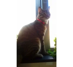 Rogz Kattenhalsband Kiddycat Tango Fishbone- Kattenhalsband