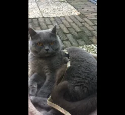 Rogz Kattentuig Sparklecat Goud- Kattentuig