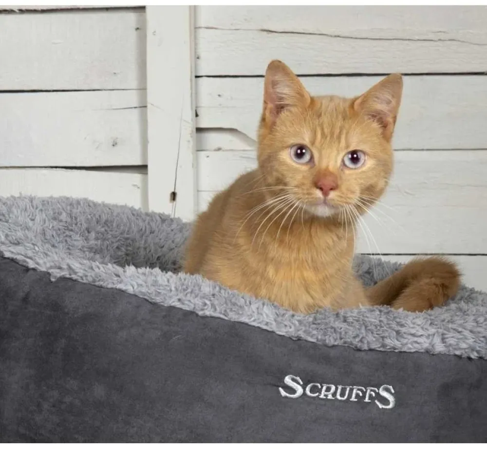 Scruffs Kattenmand Cosy- Kattenmand