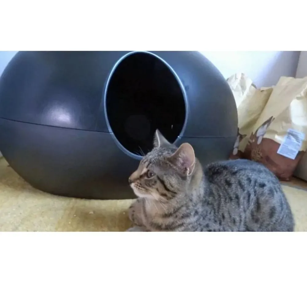 Sindesign Kattenbak Poopoopeedo Zwart- Kattenbak