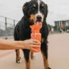 Springer Drinkfles Hond Klassiek Poppy- Voerbak En Drinkbak
