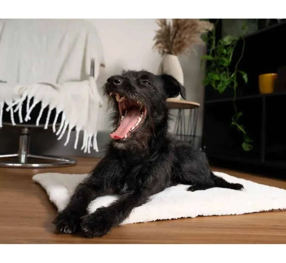 TrendPet Hondendeken Relax- Hondendeken